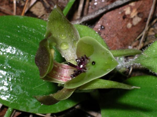 Chiloglottis valida - Large Bird Orchid.jpg